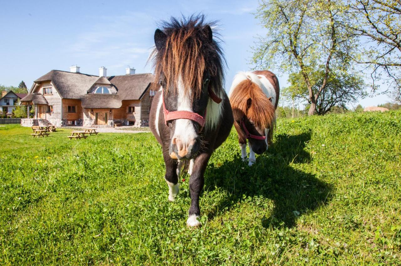 Siedlisko Wigry Bed and Breakfast Rosochaty Rog Εξωτερικό φωτογραφία